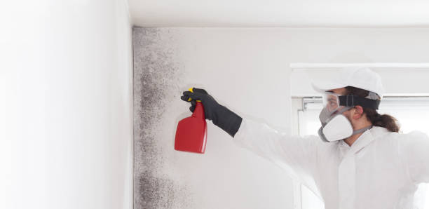 Best Toxic Mold Removal  in St Robert, MO