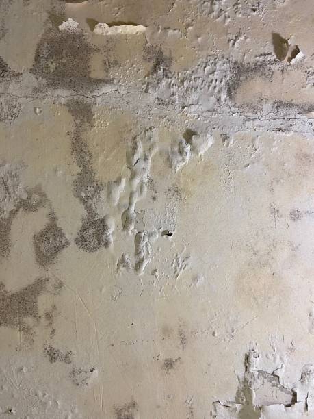 Mold Removal and Inspection in St Robert, MO